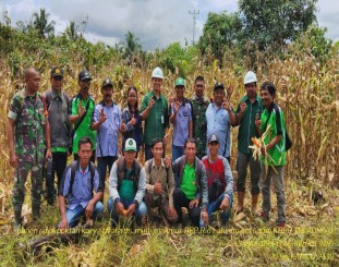 Badan penyuluh pertanian bersama anak perusahaan Astra argo lestari  saat mengadakan panen jagung bersama  PT lestari tani teladan 